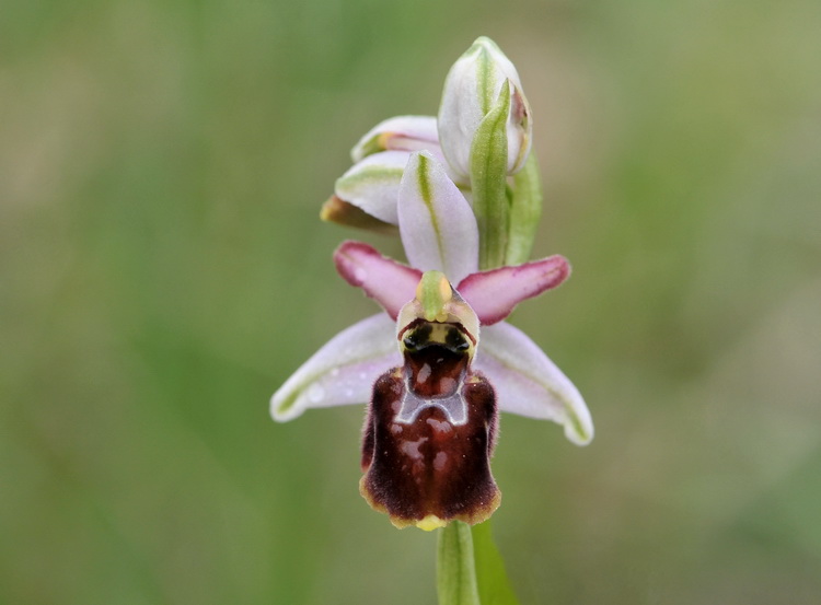 Orchidee del Chianti 2009